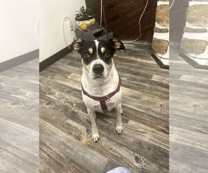 Lab-Pointer Dogs for adoption in Rockaway, NJ, USA