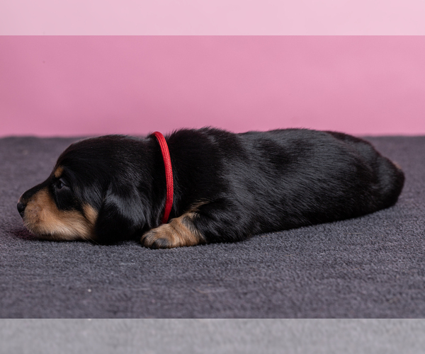 Medium Photo #24 Dachshund Puppy For Sale in CROWLEY, TX, USA