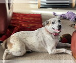 Small Photo #1  Puppy For Sale in , 