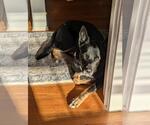 Small #53 Australian Kelpie Mix