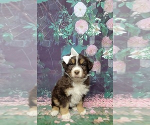 Australian Shepherd Puppy for sale in INDIANAPOLIS, IN, USA