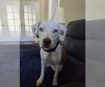 Small Beagle Mix
