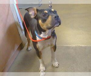American Pit Bull Terrier Dogs for adoption in Sacramento, CA, USA