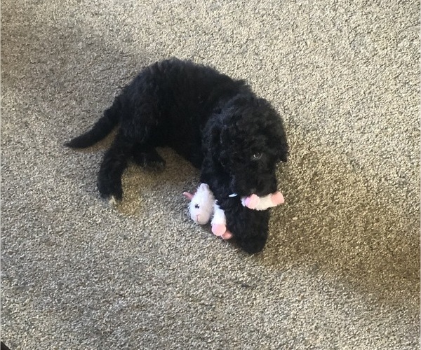 Medium Photo #2 Poodle (Standard) Puppy For Sale in CHESTER, VA, USA