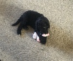 Small Photo #2 Poodle (Standard) Puppy For Sale in CHESTER, VA, USA