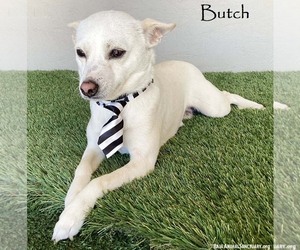 Chihuahua-Unknown Mix Dogs for adoption in San Diego, CA, USA