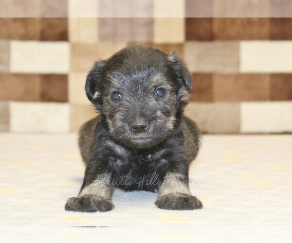 Medium Photo #2 Schnauzer (Miniature) Puppy For Sale in DENVER, PA, USA