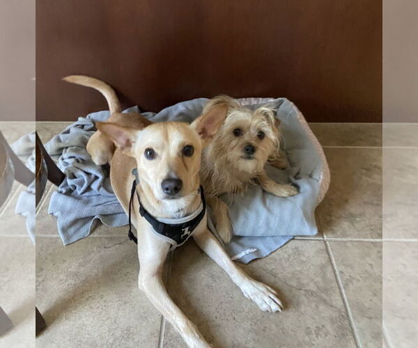 Medium Photo #3 Mutt Puppy For Sale in Davis, CA, USA