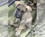 Small #11 German Shepherd Dog