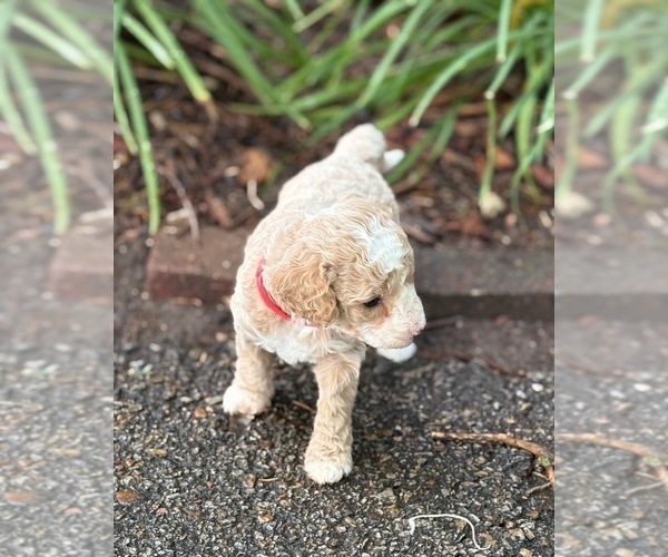 Medium Photo #6 Goldendoodle (Miniature) Puppy For Sale in SAINT MARYS, KS, USA