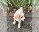 Small #5 Goldendoodle (Miniature)