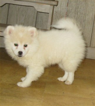 Medium Photo #1 American Eskimo Dog Puppy For Sale in CAMPBELL, MN, USA