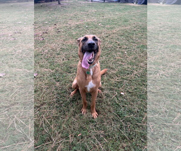 Medium Photo #3 German Shepherd Dog-Unknown Mix Puppy For Sale in Holly Springs, NC, USA