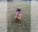 Small #2 German Shepherd Dog Mix