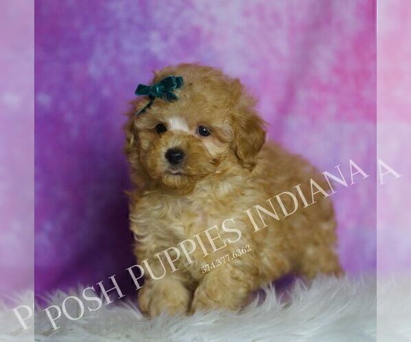 Medium Photo #6 Maltipoo (Toy) Puppy For Sale in WARSAW, IN, USA