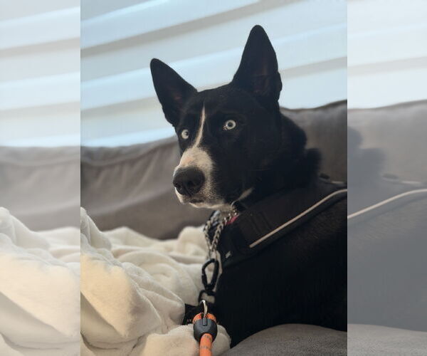 Medium Photo #1 Siberian Husky-Unknown Mix Puppy For Sale in Miami, FL, USA