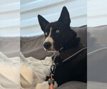 Small Siberian Husky Mix