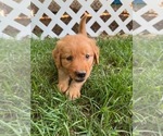Puppy PURPLE Golden Retriever