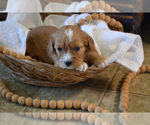 Medium Cavapoo (Miniature)