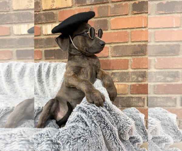 Medium Photo #1 Mutt Puppy For Sale in Goodyear, AZ, USA