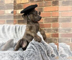 Mutt Dogs for adoption in Goodyear, AZ, USA