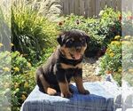 Nova - Female Rottweiler Puppy for Sale - Photo #3