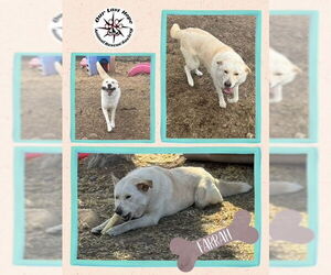 Mutt Dogs for adoption in Princeton, British Columbia, Canada