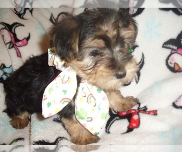 Medium Photo #3 Poodle (Toy)-Yorkshire Terrier Mix Puppy For Sale in JACKSON, MS, USA