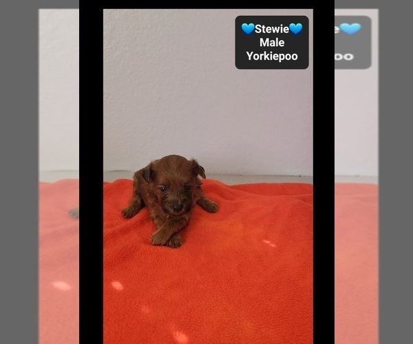 Medium Photo #3 Yorkipoo Puppy For Sale in TUCSON, AZ, USA