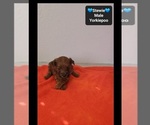 Stewie - Male Yorkipoo Puppy for Sale - Photo #3