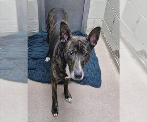 Mutt Dogs for adoption in Decatur, IL, USA