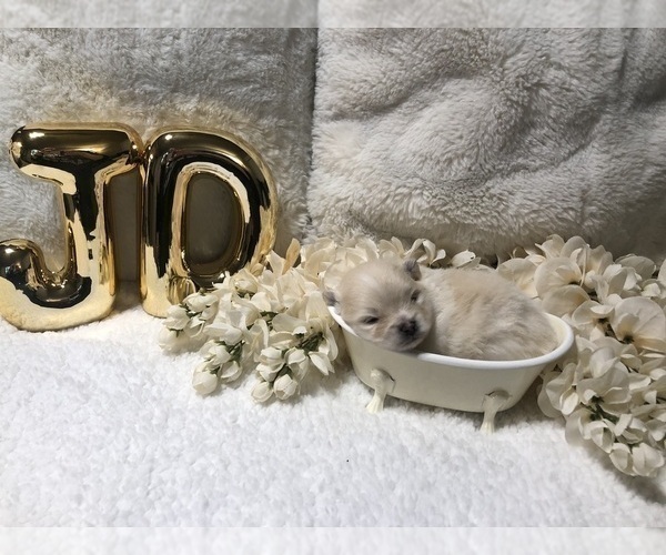 Medium Photo #3 Pomeranian Puppy For Sale in REDDING, CA, USA