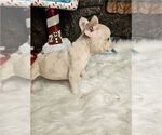 Small #17 French Bulldog
