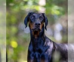 Small Photo #1 Doberman Pinscher Puppy For Sale in WESTON, WI, USA