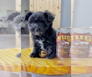 YorkiePoo Puppy for Sale in CASSVILLE, Missouri USA