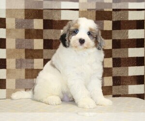 Bernedoodle (Miniature) Puppy for sale in DENVER, PA, USA