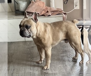 Father of the French Bulldog puppies born on 03/28/2025