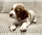 Small #9 Brittany