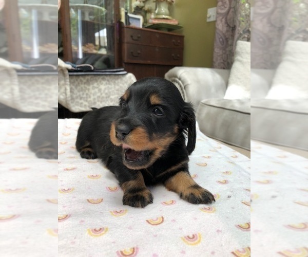 Medium Photo #5 Dachshund Puppy For Sale in ATASCADERO, CA, USA