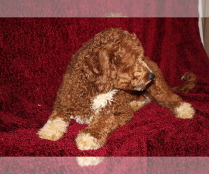 Father of the Goldendoodle (Miniature) puppies born on 11/14/2022
