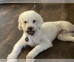 Small #5 Bichon Frise Mix