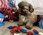 Small #7 Shih Tzu