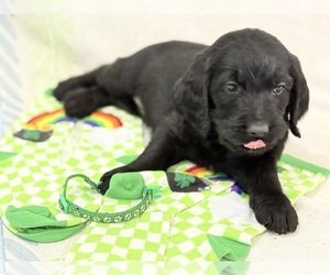 Labradoodle Puppy for sale in PRESCOTT VALLEY, AZ, USA