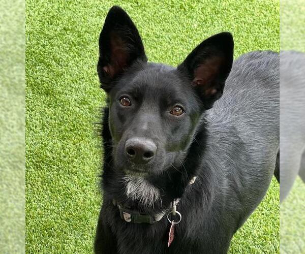 Medium Photo #4 Labrador Retriever-Unknown Mix Puppy For Sale in San Diego, CA, USA