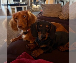 Dachshund Puppy for sale in SALEM, OR, USA