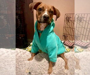 Boxer-Unknown Mix Dogs for adoption in Dumont, NJ, USA