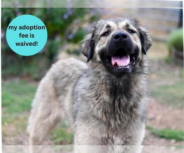 Medium Photo #1 Anatolian Shepherd Puppy For Sale in Santa Cruz, CA, USA