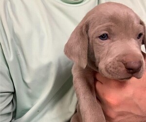 Weimaraner Puppy for sale in NORTH BLOOMFIELD, OH, USA