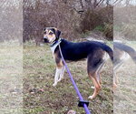 Small #16 Treeing Walker Coonhound Mix