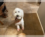 Small Photo #1 Goldendoodle Puppy For Sale in WAXAHACHIE, TX, USA